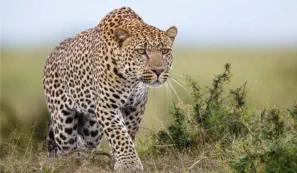 Leopard hunting