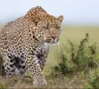Leopard hunting