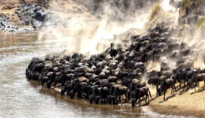 The Great Wildebeest Migration