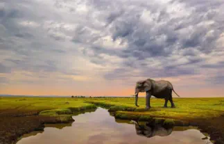 Female elephant drinking