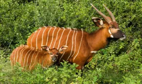 Bongos in green vegetation in Aberdare National Park
