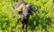 Buffalo bull in Aberdare National Park