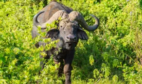Buffalo bull in Aberdare National Park