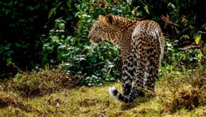 Leopard in Aberdare National Park