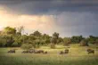 Buffalo herd in Aberdare National Park