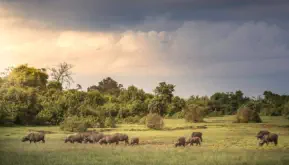 Buffalo herd in Aberdare National Park