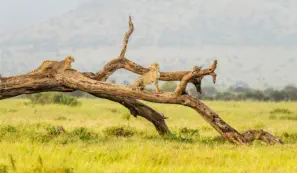 Two cheetahs sitting on a tree trunk in Amboseli National Park, Kenya