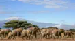 Kilimanjaro with elephant herd inKilimanjaro with elephant herd inKilimanjaro with elephant herd in Amboseli National Park