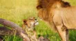 Pair of lions in Amboseli National Park, KenyaNational Park