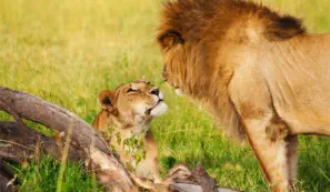 Pair of lions in Amboseli National Park, KenyaNational Park