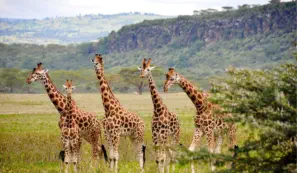 Giraffes in Lake Nakuru National Park