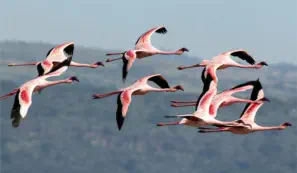Eight lesser lamingoes in flight in Lake Nakuru 