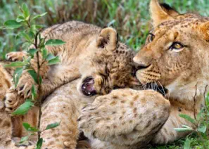Lion cubs playing