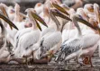 Pelicans in the rain in Lake Nakuru National Park