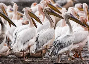 Pelicans in the rain in Lake Nakuru National Park