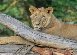 Young male lion resting on a log in Lake Nakuru National Park, Kenya