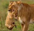 Lioness carrying her cub in Masai Mara National Reserve, Kenya