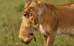 Lioness carrying her cub in Masai Mara National Reserve, Kenya