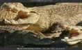 Nile crocodiles basking in the sun