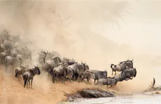 Wildebeest crossing the Mara River during the migration 