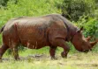 Black Rhinoceros in Nairobi National 