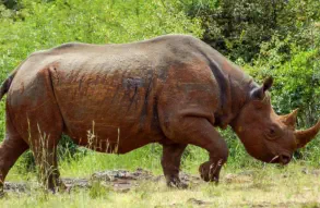 Black Rhinoceros in Nairobi National 