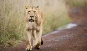 Lion in Nairobi National Park, Kenya