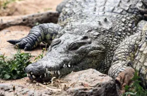 Nile crocodiles in Nairobi National Park