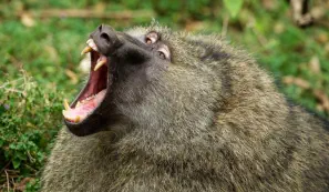 Olive baboon yawning in Nairobi National Park
