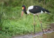 Saddle-billed stork in Nairobi National Park, Kenya