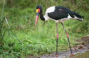 Saddle-billed stork in Nairobi National Park, Kenya