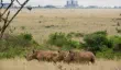 White rhinos in Nairobi National Park