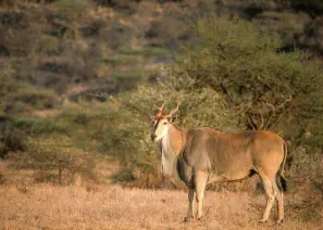 A large common eland in Samburu National Reserve
