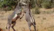 Grevy's zebras fighting in Samburu National Reserve