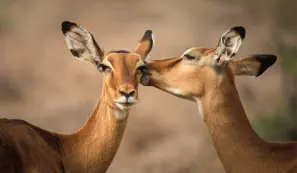 Impalas grooming in Samburu National Reserve, Kenya