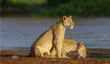 Lions drinking in Samburu National Reserve