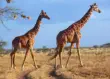 Reticulated giraffes in Samburu National Reserve