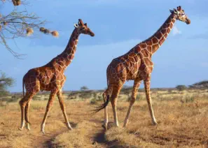 Reticulated giraffes in Samburu National Reserve